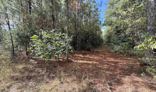 Photo #62 of Off Atkinson Cemetary Rd, Atkinson, NC 202.0 acres