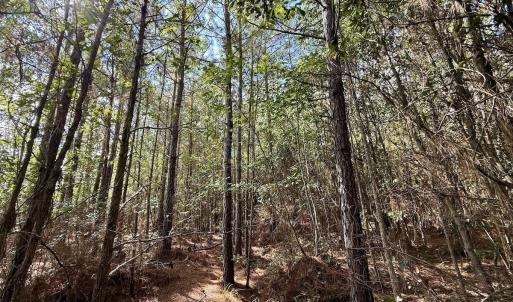 Photo #63 of Off Atkinson Cemetary Rd, Atkinson, NC 202.0 acres
