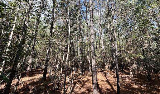 Photo #64 of Off Atkinson Cemetary Rd, Atkinson, NC 202.0 acres