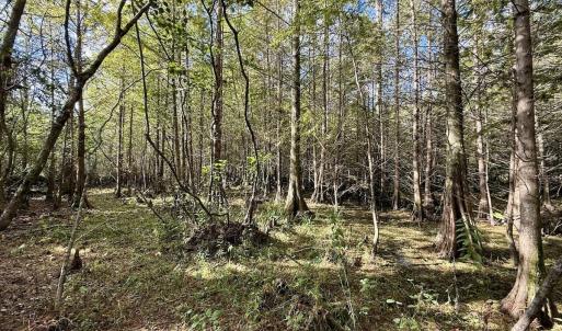 Photo #68 of Off Atkinson Cemetary Rd, Atkinson, NC 202.0 acres