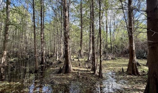 Photo #69 of Off Atkinson Cemetary Rd, Atkinson, NC 202.0 acres