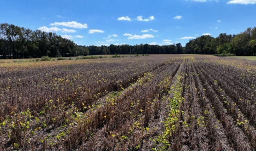 Photo #18 of Off Corbett Hill Road, Mount Olive, NC 21.5 acres