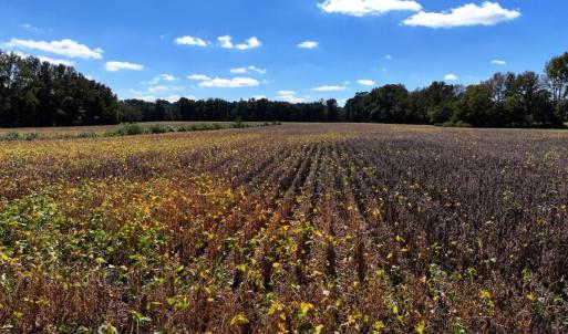 Photo #19 of Off Corbett Hill Road, Mount Olive, NC 21.5 acres