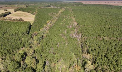 Photo #11 of Off Gaskins Rd, Grimesland, NC 135.3 acres