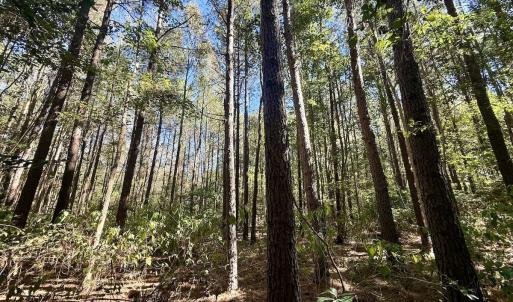Photo #17 of Off Gaskins Rd, Grimesland, NC 135.3 acres