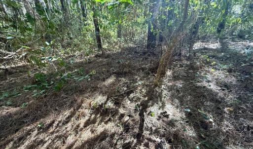 Photo #18 of Off Gaskins Rd, Grimesland, NC 135.3 acres