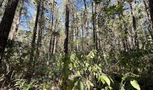 Photo #25 of Off Gaskins Rd, Grimesland, NC 135.3 acres