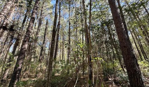Photo #26 of Off Gaskins Rd, Grimesland, NC 135.3 acres