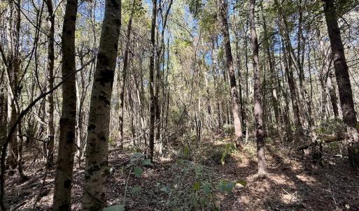 Photo #27 of Off Gaskins Rd, Grimesland, NC 135.3 acres