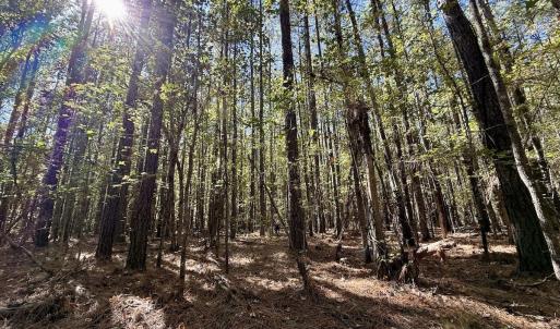 Photo #34 of Off Gaskins Rd, Grimesland, NC 135.3 acres