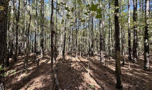 Photo #35 of Off Gaskins Rd, Grimesland, NC 135.3 acres