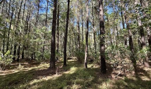 Photo #7 of Off Gaskins Rd, Grimesland, NC 135.3 acres