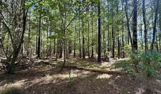Photo #8 of Off Gaskins Rd, Grimesland, NC 135.3 acres