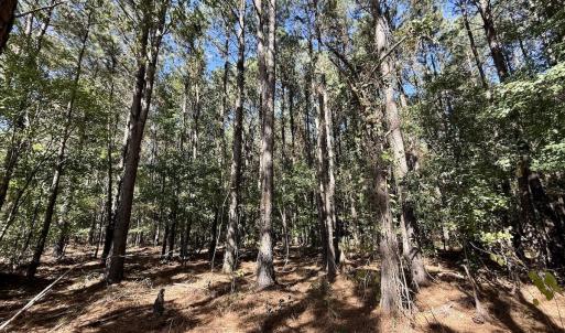 Photo #9 of Off Gaskins Rd, Grimesland, NC 135.3 acres