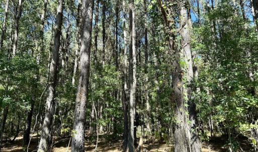 Photo #43 of Off Gaskins Rd, Grimesland, NC 135.3 acres