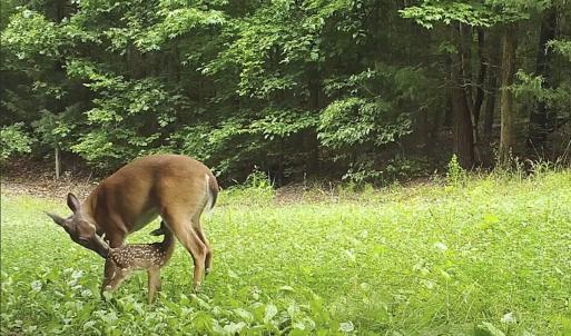 Photo #85 of 390 Line Creek Farm Road, Yanceyville, NC 123.1 acres