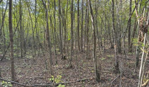 Photo #9 of Off Ephesus Church Road, Semora, NC 17.5 acres