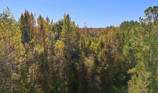 Photo #1 of 24451 Highway 50 , Maple Hill, NC 11.0 acres