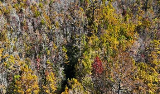 Photo #14 of 24451 Highway 50 , Maple Hill, NC 11.0 acres