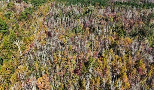 Photo #15 of 24451 Highway 50 , Maple Hill, NC 11.0 acres