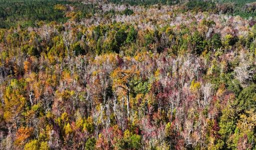 Photo #16 of 24451 Highway 50 , Maple Hill, NC 11.0 acres