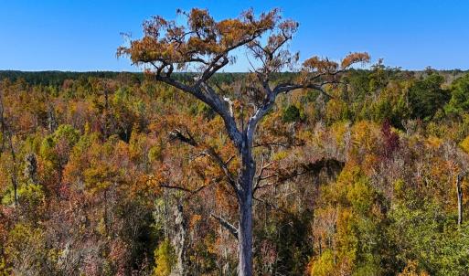 Photo #17 of 24451 Highway 50 , Maple Hill, NC 11.0 acres