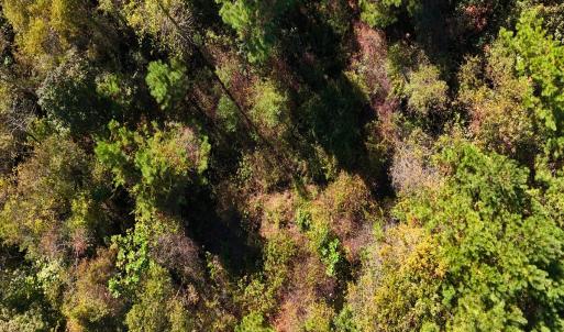 Photo #18 of 24451 Highway 50 , Maple Hill, NC 11.0 acres