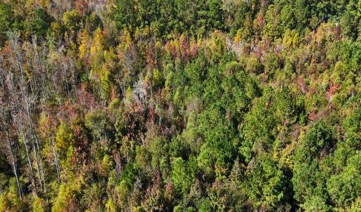 Photo #19 of 24451 Highway 50 , Maple Hill, NC 11.0 acres