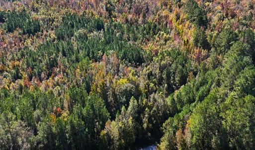 Photo #2 of 24451 Highway 50 , Maple Hill, NC 11.0 acres