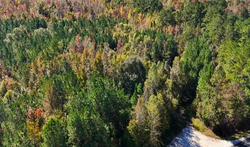 Photo #21 of 24451 Highway 50 , Maple Hill, NC 11.0 acres