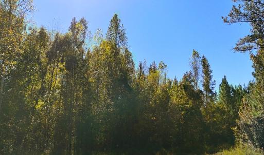 Photo #25 of 24451 Highway 50 , Maple Hill, NC 11.0 acres