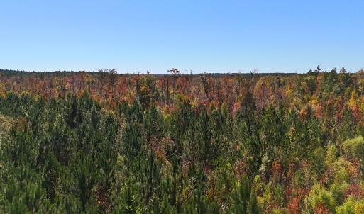 Photo #26 of 24451 Highway 50 , Maple Hill, NC 11.0 acres