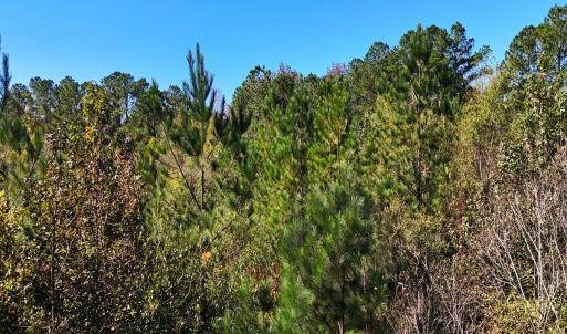 Photo #27 of 24451 Highway 50 , Maple Hill, NC 11.0 acres