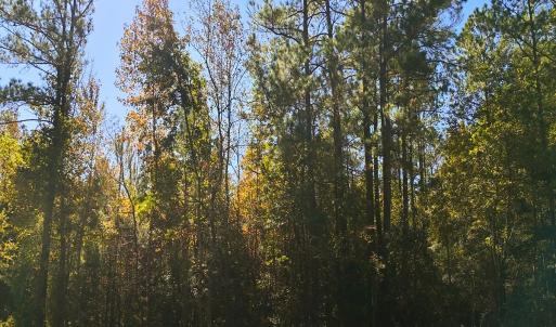 Photo #28 of 24451 Highway 50 , Maple Hill, NC 11.0 acres