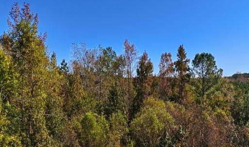 Photo #33 of 24451 Highway 50 , Maple Hill, NC 11.0 acres