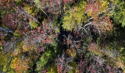 Photo #6 of 24451 Highway 50 , Maple Hill, NC 11.0 acres