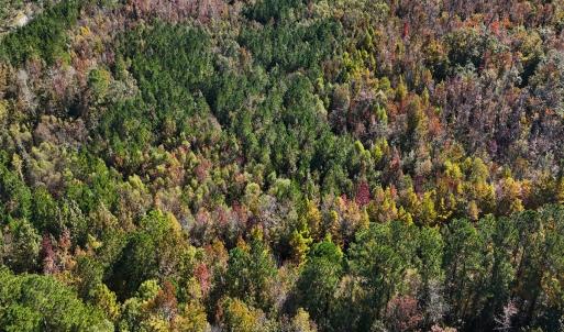 Photo #7 of 24451 Highway 50 , Maple Hill, NC 11.0 acres