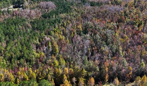 Photo #8 of 24451 Highway 50 , Maple Hill, NC 11.0 acres