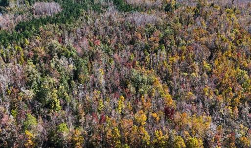 Photo #9 of 24451 Highway 50 , Maple Hill, NC 11.0 acres