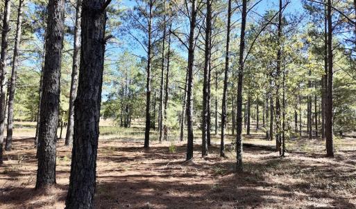 Photo #91 of 2338 Etters Lane, Cassatt, SC 28.0 acres