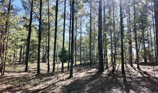Photo #92 of 2338 Etters Lane, Cassatt, SC 28.0 acres