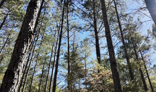 Photo #95 of 2338 Etters Lane, Cassatt, SC 28.0 acres