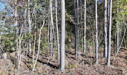 Photo #20 of Off Robersonville Products Rd, Williamston, NC 8.5 acres