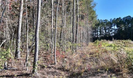 Photo #21 of Off Robersonville Products Rd, Williamston, NC 8.5 acres