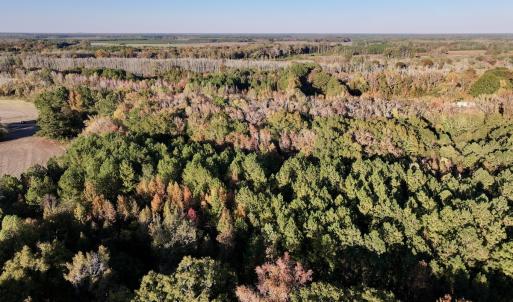 Photo #10 of 247 Quitsna Road, Windsor, NC 16.6 acres