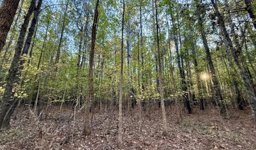 Photo #13 of 247 Quitsna Road, Windsor, NC 16.6 acres
