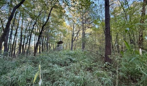 Photo #14 of 247 Quitsna Road, Windsor, NC 16.6 acres