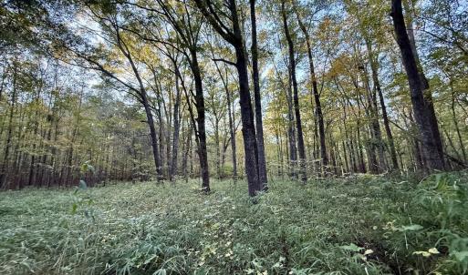 Photo #15 of 247 Quitsna Road, Windsor, NC 16.6 acres