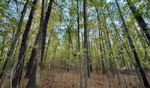 Photo #16 of 247 Quitsna Road, Windsor, NC 16.6 acres