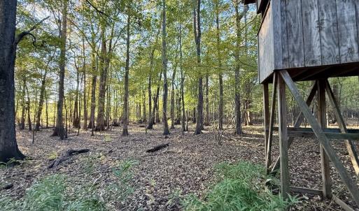 Photo #18 of 247 Quitsna Road, Windsor, NC 16.6 acres